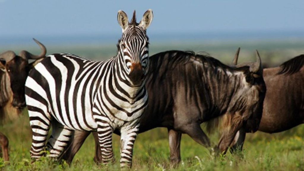 Serengeti National Park Tour