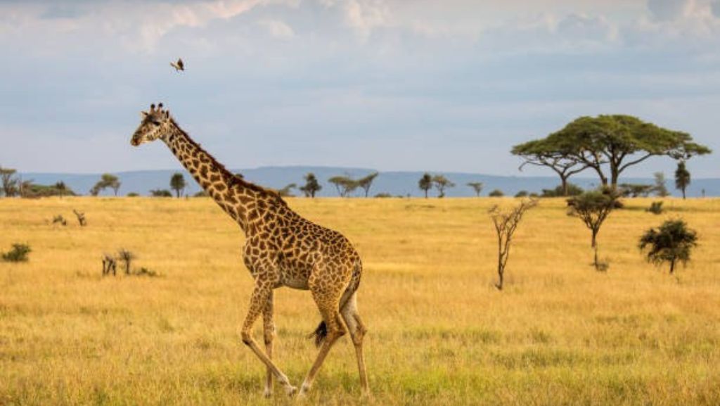 Serengeti National Park Wildlife