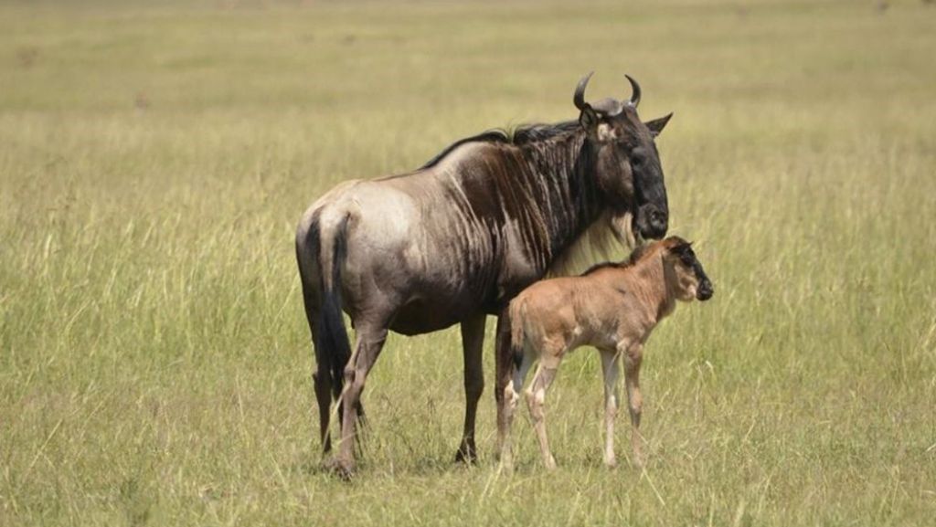 Serengeti Wildebeest Migration Safari