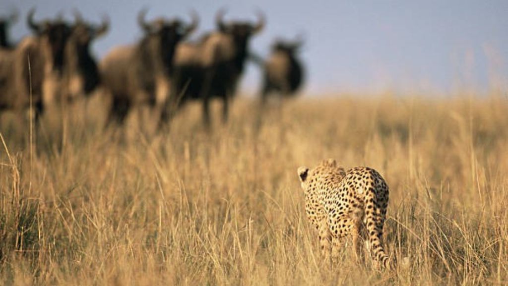 Tanzania Wildlife