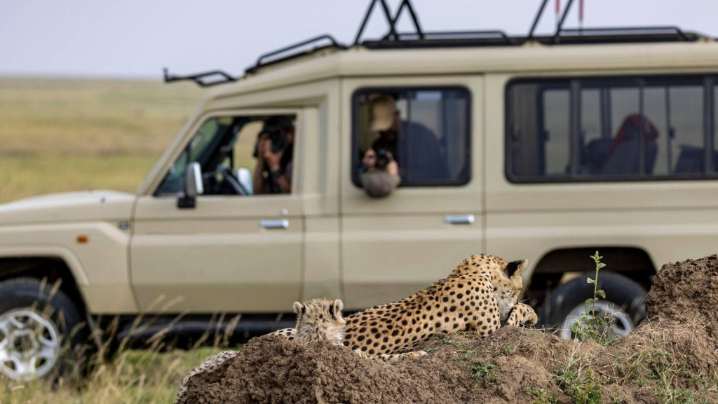 Tanzania Safari Experiences 