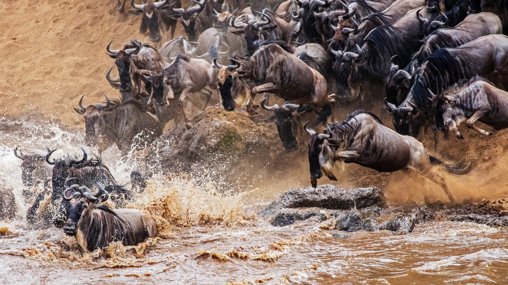 River Crossings Serengeti national park