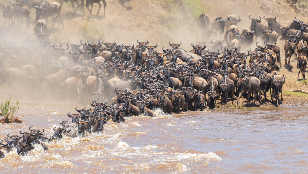  Serengeti Wildebeest Migration 