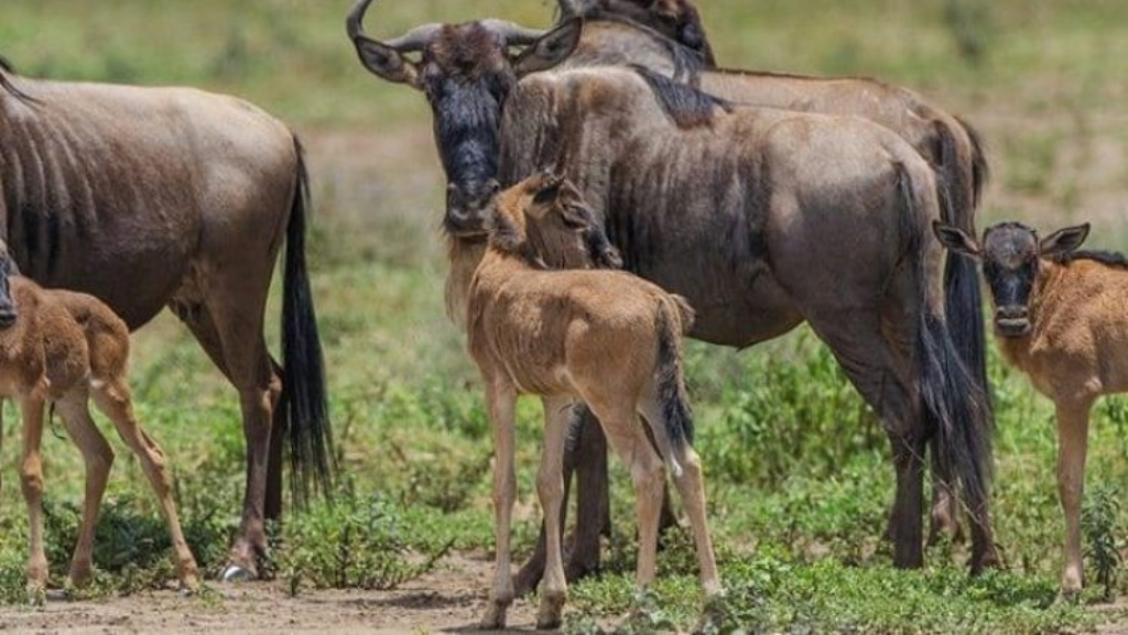 Wildebeest Migration Calving Season 
